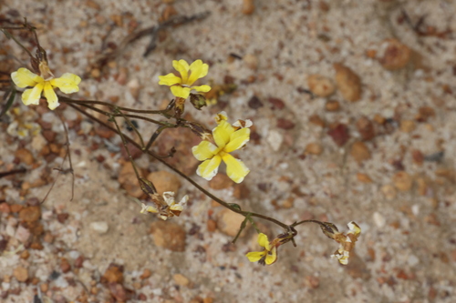 Goodenia concinna (Goodenia concinna)
