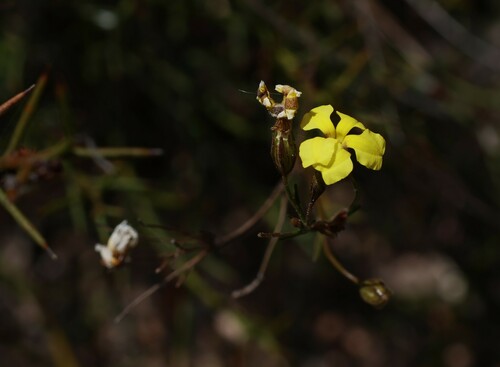 Goodenia concinna (Goodenia concinna)