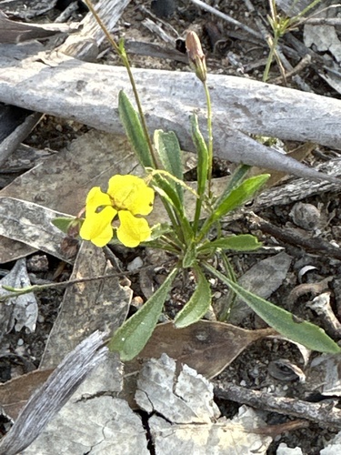 Goodenia concinna (Goodenia concinna)