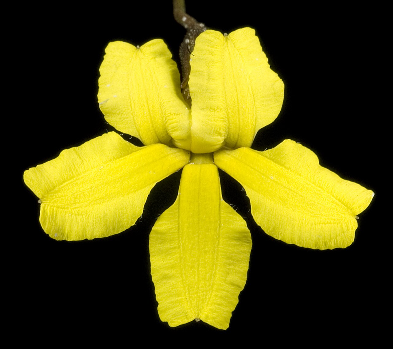 Goodenia concinna: KRT3428