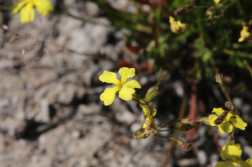 Goodenia concinna (Goodenia concinna)