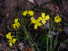 Goodenia concinna (Goodenia concinna)