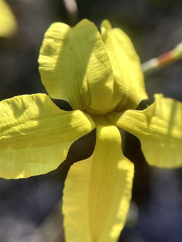 Goodenia concinna (Goodenia concinna)