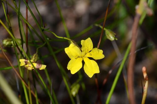 Goodenia concinna (Goodenia concinna)