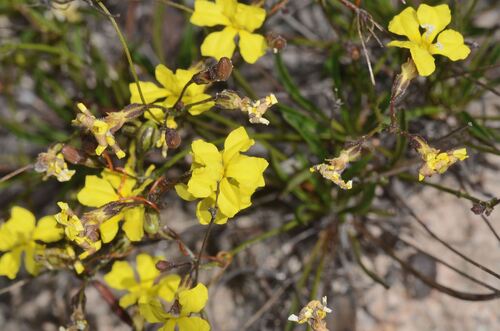 Goodenia concinna (Goodenia concinna)