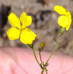 Goodenia concinna (Goodenia concinna)