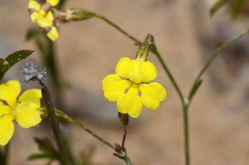 Goodenia concinna (Goodenia concinna)