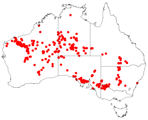 Goodenia connata: Velleia connata Occurrence data downloaded from [[Australasian Virtual Herbarium}AVH]] on 10 September 2018, https://doi.org/10.26197/5b95829e36509