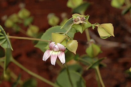 Goodenia connata: Goodenia connata at Dales camp ground, Karijini National Park, Pilbara, Western Australia