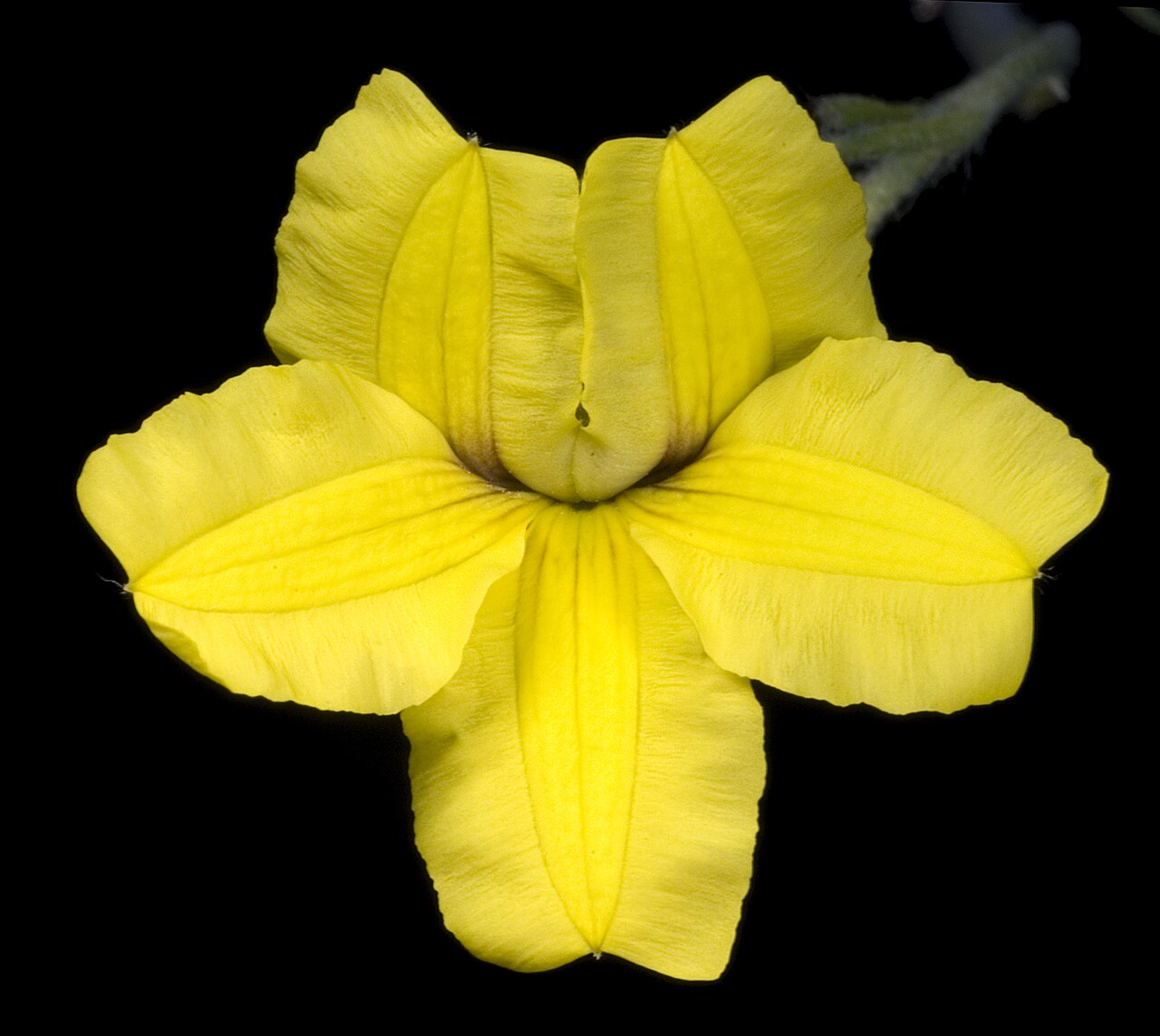 Goodenia convexa: KRT3390