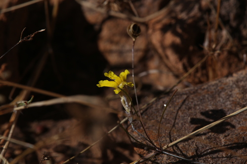 Goodenia coronopifolia (Goodenia coronopifolia)
