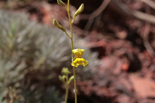 Goodenia cusackiana (Goodenia cusackiana)