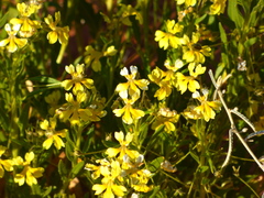 Goodenia cycloptera (Goodenia cycloptera)