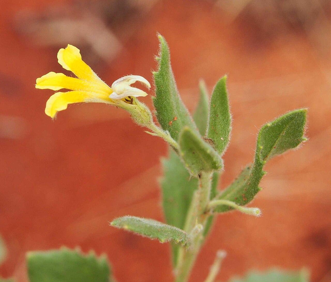 Goodenia cycloptera: Goodenia cycloptera flower