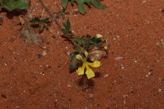 Goodenia cycloptera (Goodenia cycloptera)