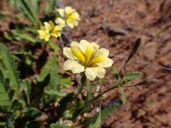 Goodenia cycloptera (Goodenia cycloptera)
