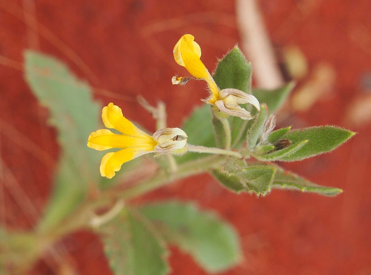 Goodenia cycloptera: Goodenia cycloptera flower