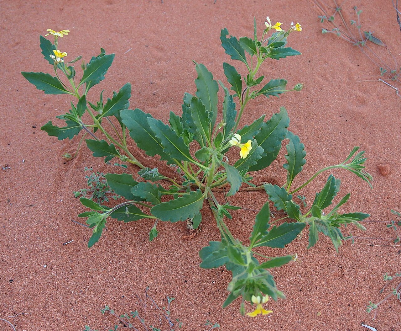 Goodenia cycloptera: Goodenia cycloptera