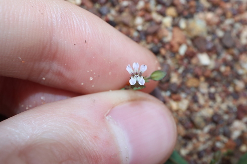 Goodenia cycnopotamica (Goodenia cycnopotamica)