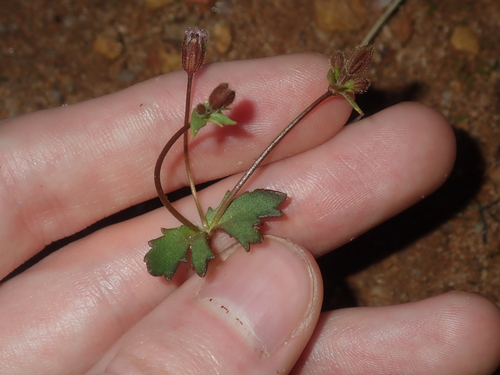 Goodenia cycnopotamica (Goodenia cycnopotamica)