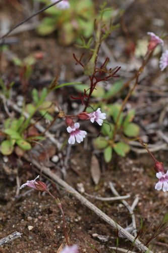 Goodenia cycnopotamica (Goodenia cycnopotamica)