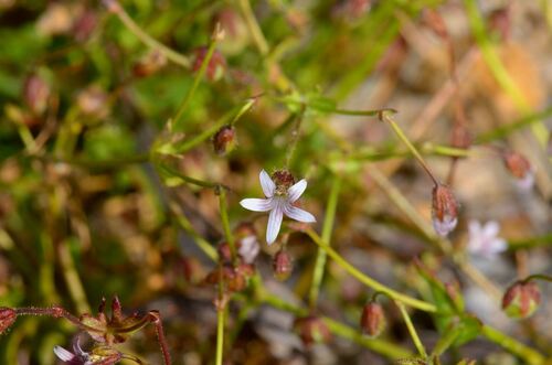 Goodenia cycnopotamica (Goodenia cycnopotamica)
