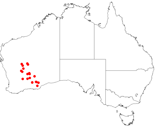 Goodenia daviesii: Velleia daviesii Occurrence data downloaded from [[Australasian Virtual Herbarium}AVH]] on 10 September 2018, https://doi.org/10.26197/5b95829e36509