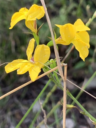 Goodenia decurrens (Goodenia decurrens)