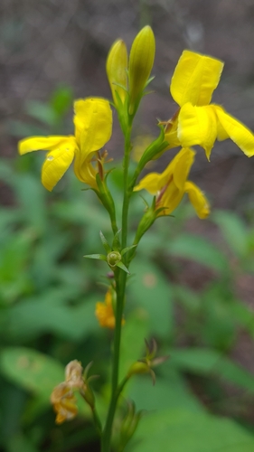 Goodenia decurrens (Goodenia decurrens)