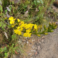 Goodenia decurrens (Goodenia decurrens)
