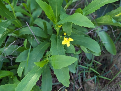 Goodenia decurrens (Goodenia decurrens)