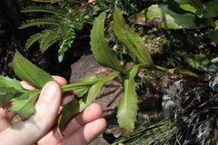 Goodenia decurrens (Goodenia decurrens)