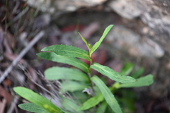 Goodenia decurrens (Goodenia decurrens)