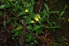 Goodenia decurrens (Goodenia decurrens)