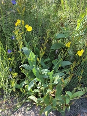 Goodenia decurrens (Goodenia decurrens)