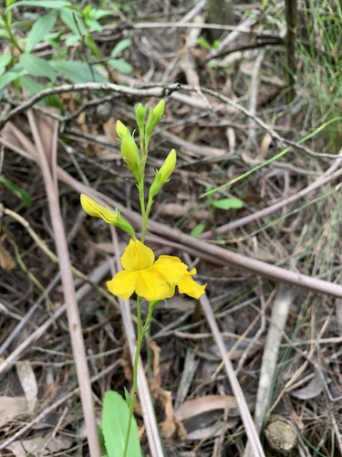 Goodenia decurrens (Goodenia decurrens)