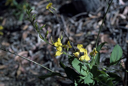 Goodenia decurrens: Goodenia decurrens in the Australian National Botanic Gardens