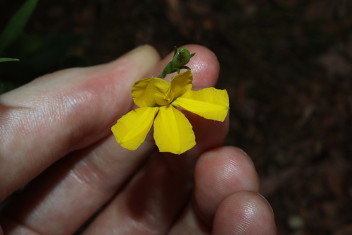 Goodenia decurrens (Goodenia decurrens)