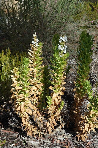 Goodenia decursiva: Goodenia decursiva in the Australian National Botanic Gardens