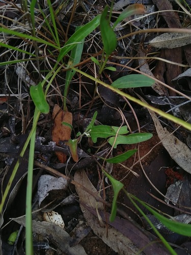 Goodenia delicata (Goodenia delicata)