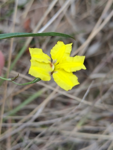 Goodenia delicata (Goodenia delicata)