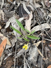 Goodenia delicata (Goodenia delicata)