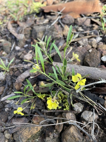 Goodenia delicata (Goodenia delicata)