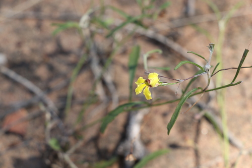 Goodenia delicata (Goodenia delicata)