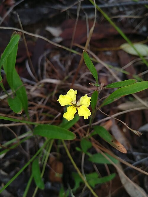 Goodenia delicata: Goodenia delicata on Mount Urah in the Glenbar State Forest, Queensland
