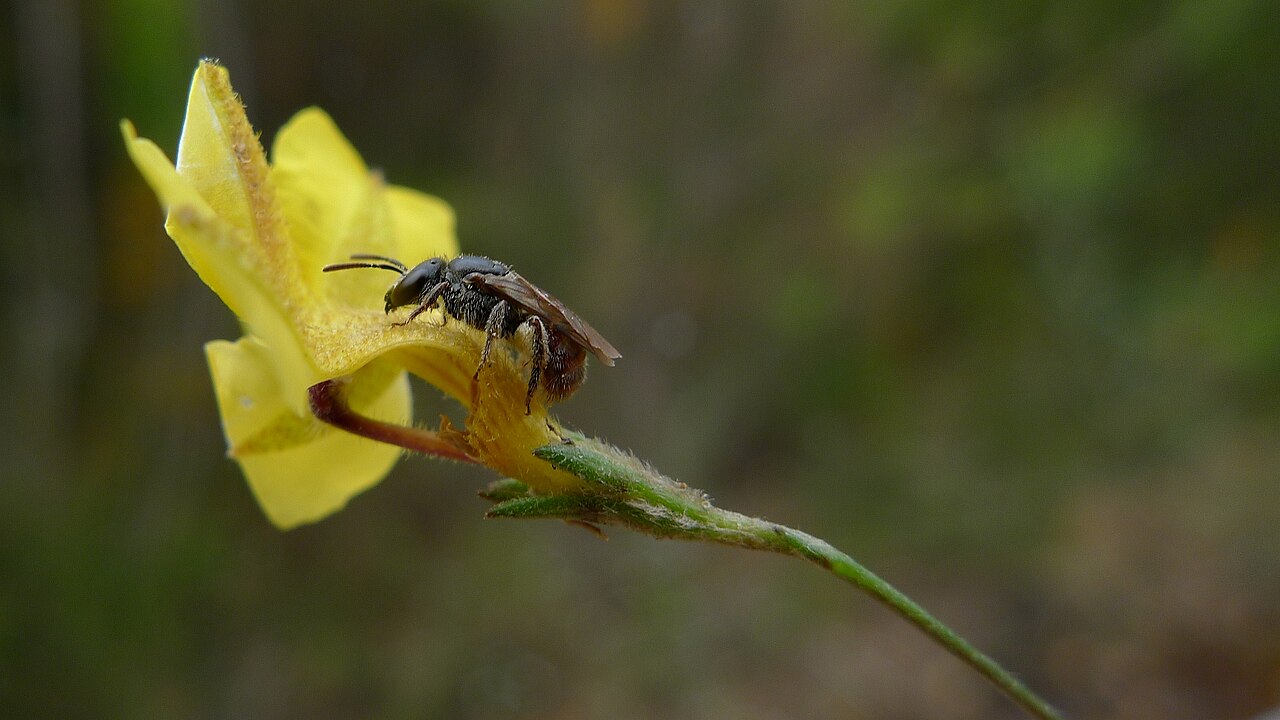 Goodenia dimorpha: A bee, a species of Apoidea on Goodenia dimorpha . Royal National Park, NSW Australia, March 2012.