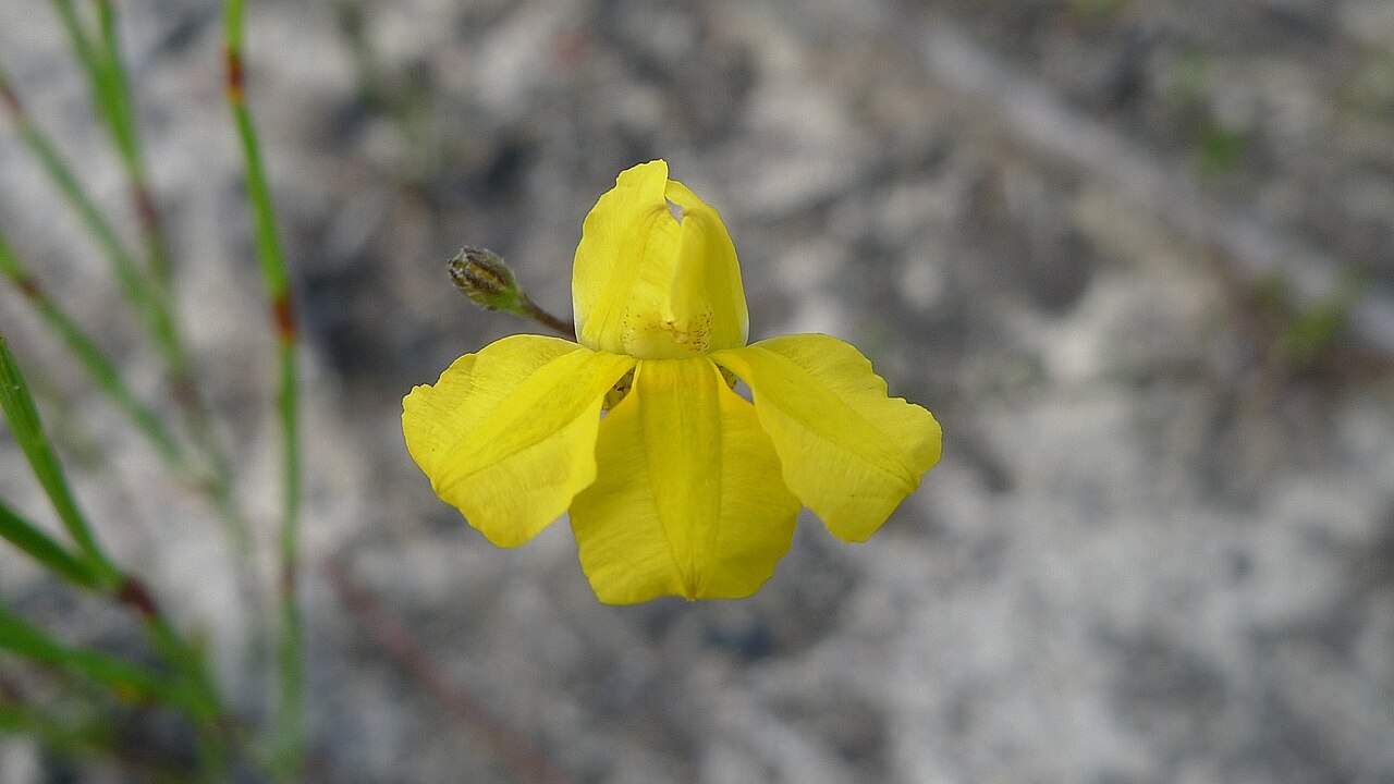 Goodenia dimorpha: Goodenia dimorpha . Royal National Park, NSW Australia, January 2012.