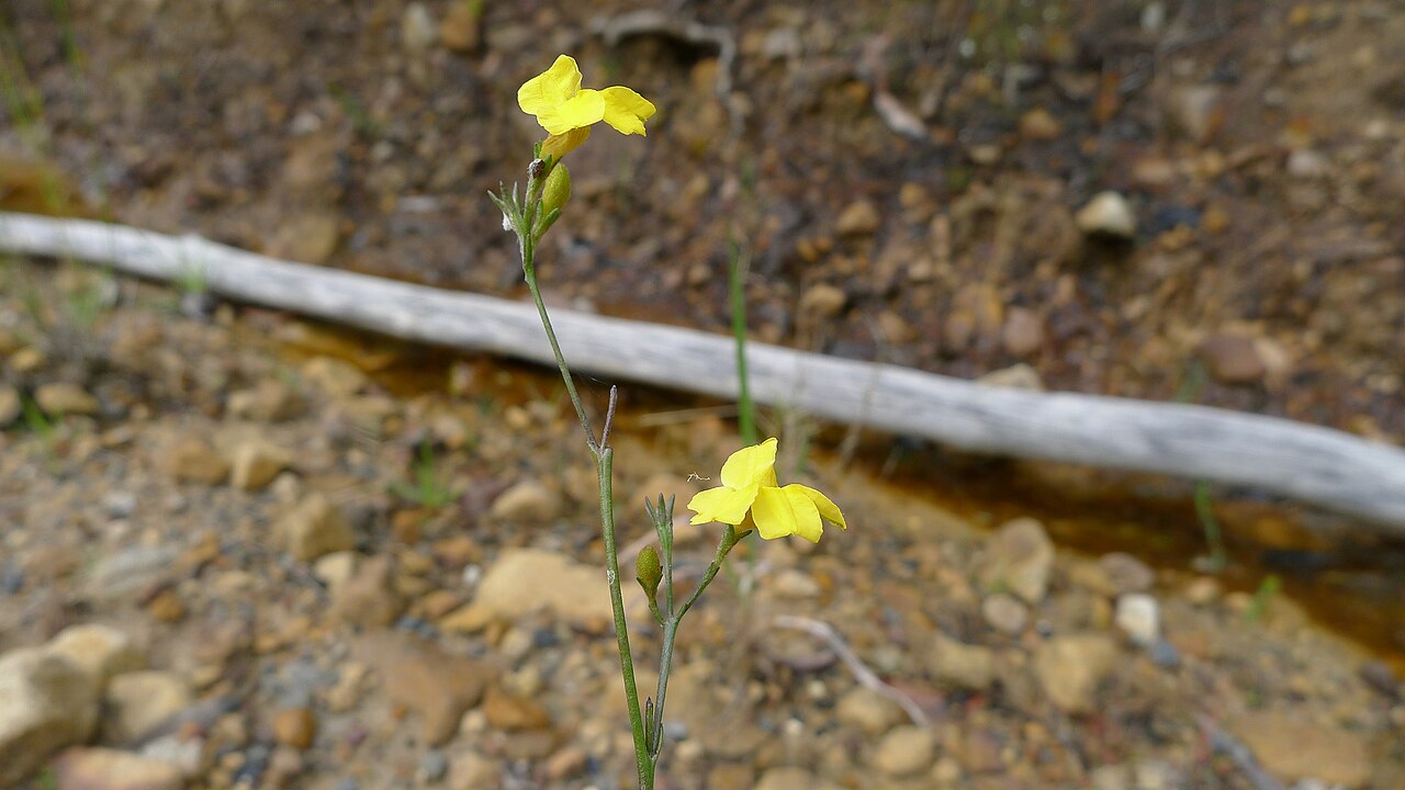 Goodenia dimorpha: Goodenia dimorpha . Royal National Park, NSW Australia, March 2012.