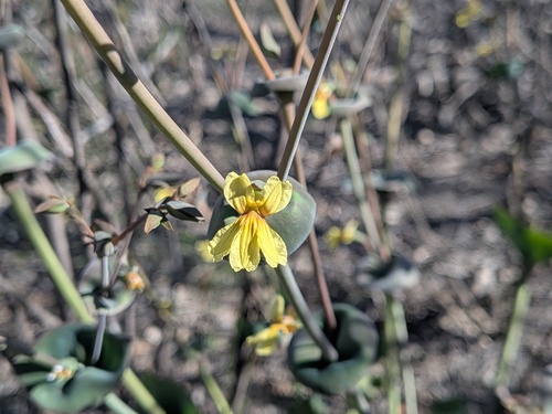 Goodenia discophora (Goodenia discophora)