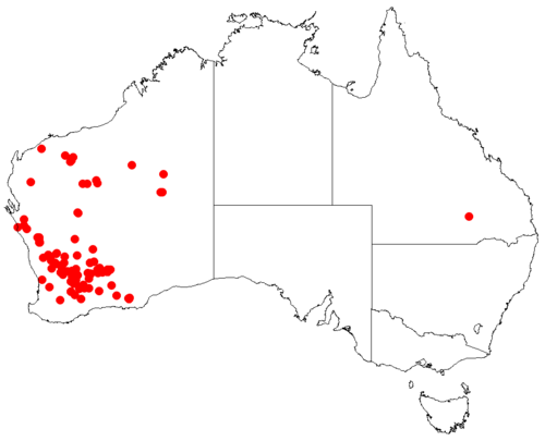 Goodenia discophora: Velleia discophora Occurrence data downloaded from [[Australasian Virtual Herbarium}AVH]] on 10 September 2018, https://doi.org/10.26197/5b95829e36509